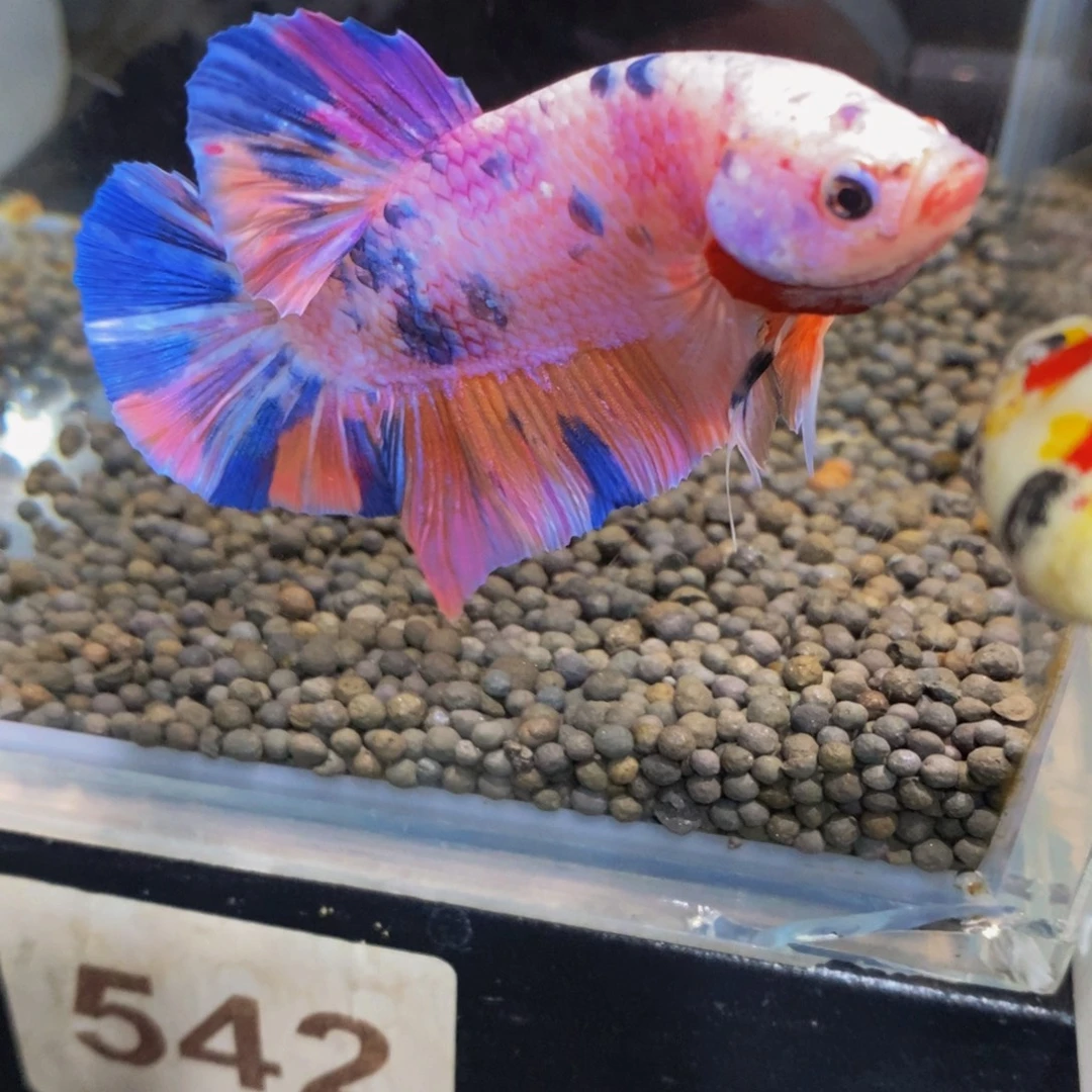 斗鱼542巨斗11111巨