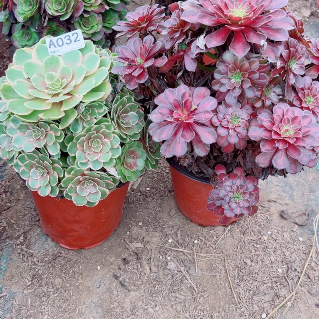 032两颗组合多肉植物法师