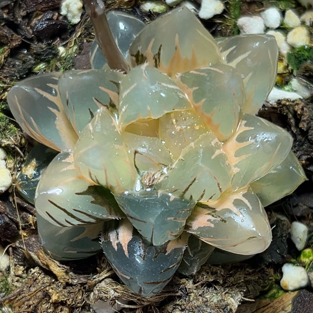 自*恭喜发财大吉大利0214