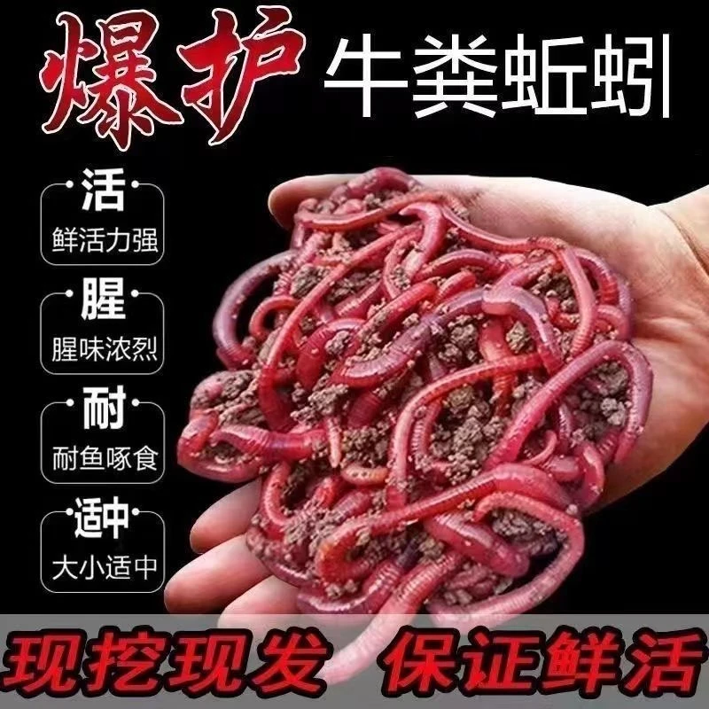 蚯蚓红蚯蚓保护神饵