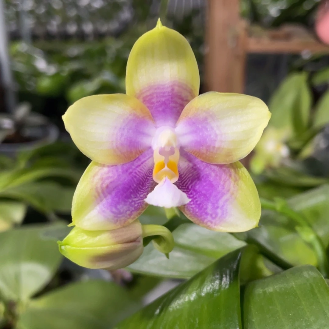 完全开放爱人交四季