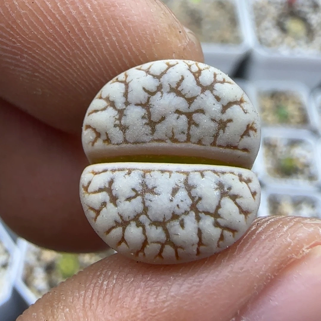 157 生石花大棚直播
