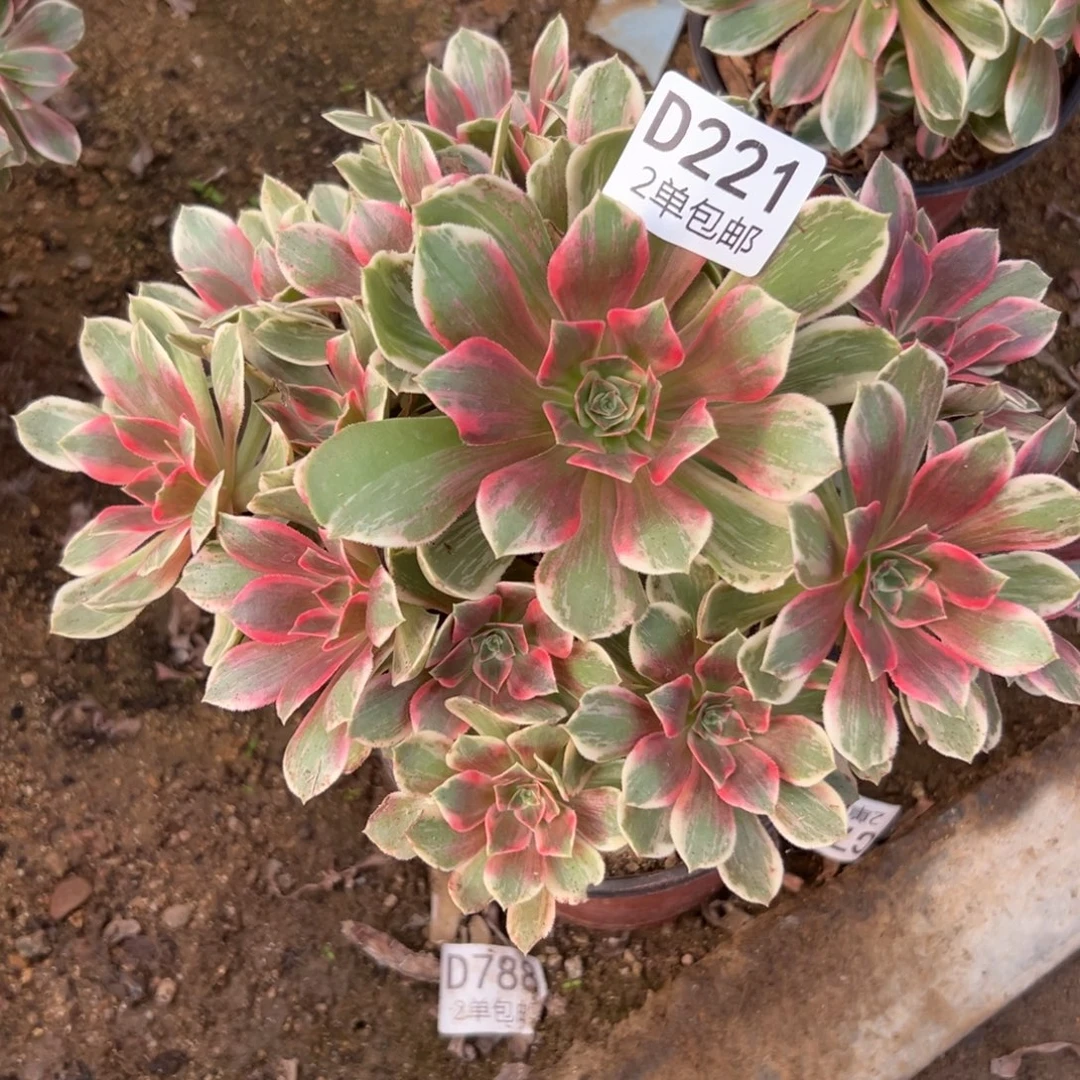 221多肉   浣纱不包断头