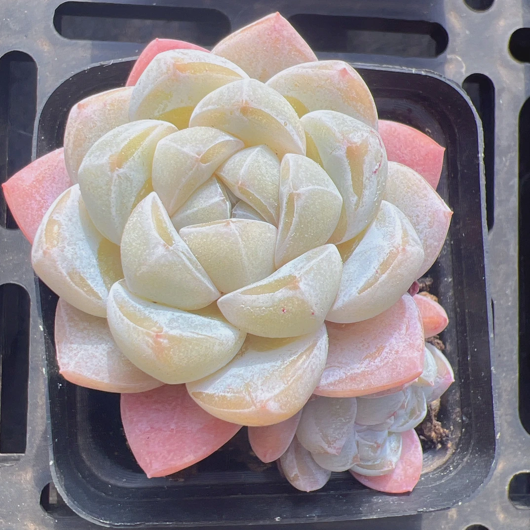 70#带崽糯墩墩（6-8cm）带盆土