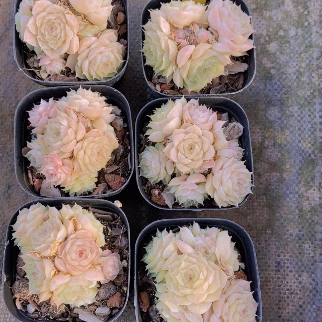 20-34-玫瑰花麦秆群一个