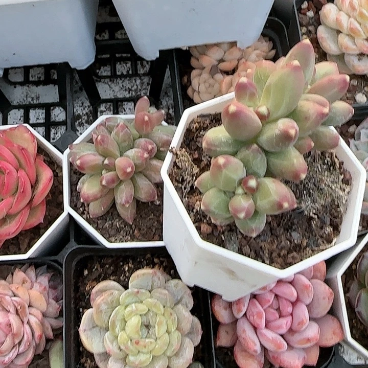 奕*青蛙王子儿童牙膏111