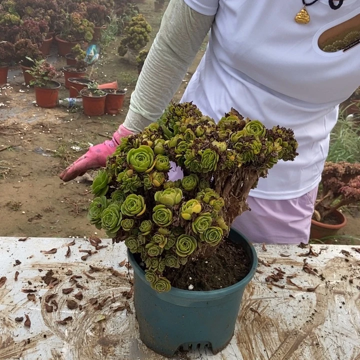 静***好东889万缀化老桩老桩老桩