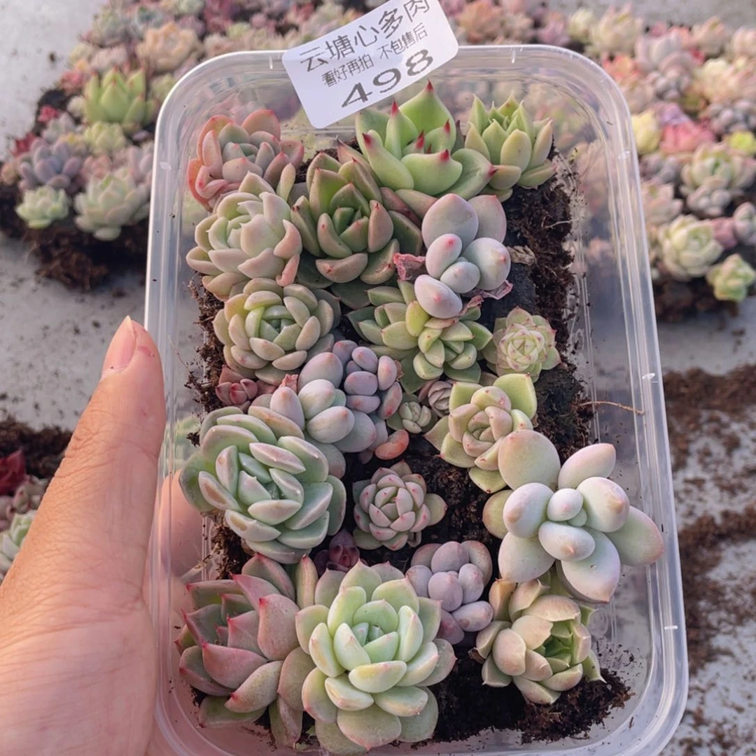 云糖心多肉植物498