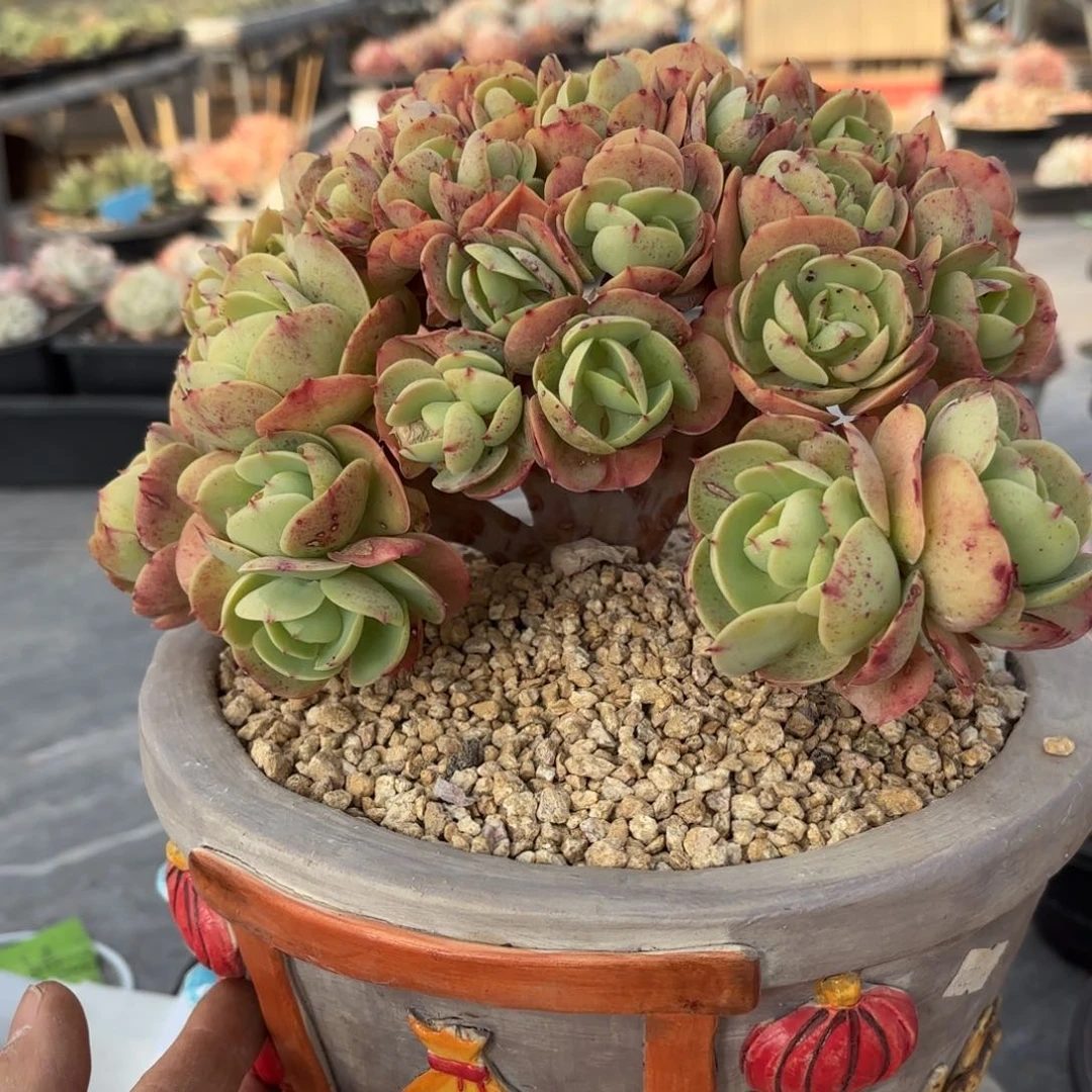 布羞妹妹的碧桃缀化寄养