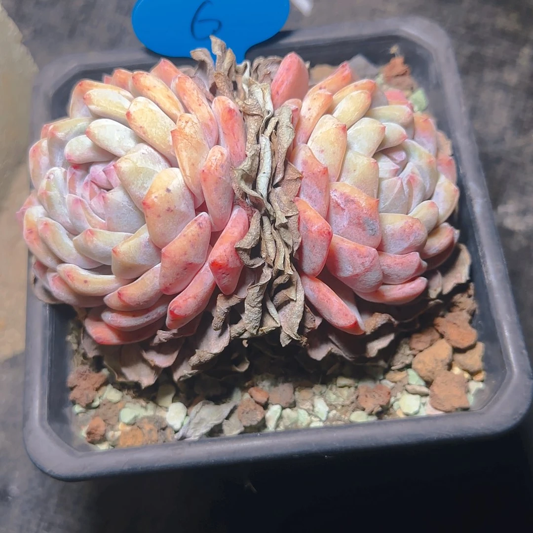 蘑*头双头橙梦露6号一物一拍