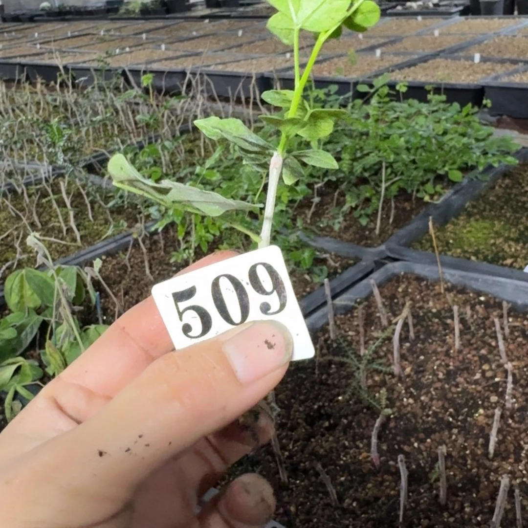 鱼***仙芳香橄榄扦插多肉植物