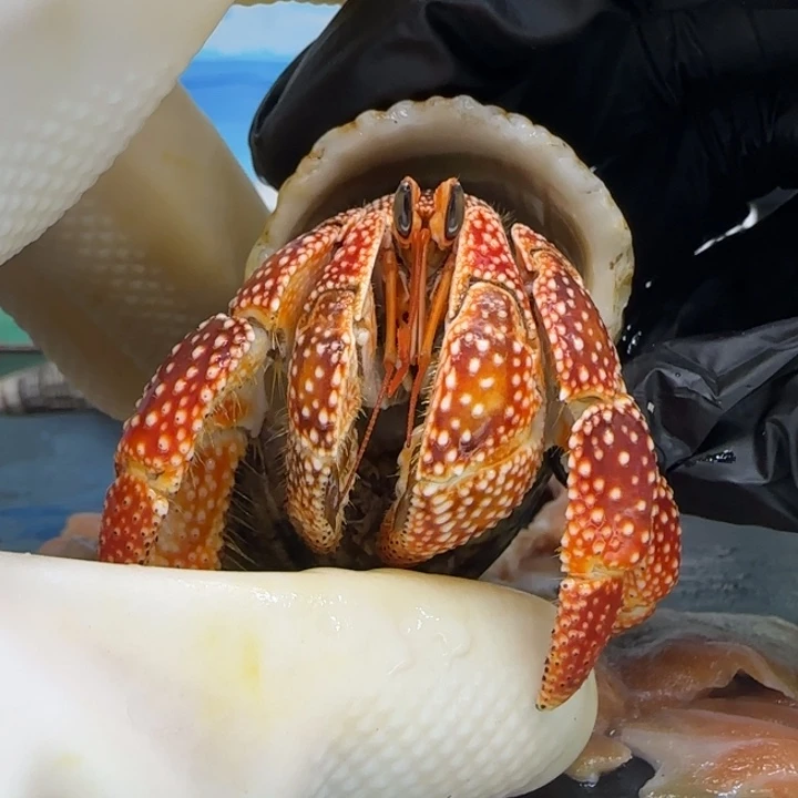 A28斐济草莓2.6cm口径