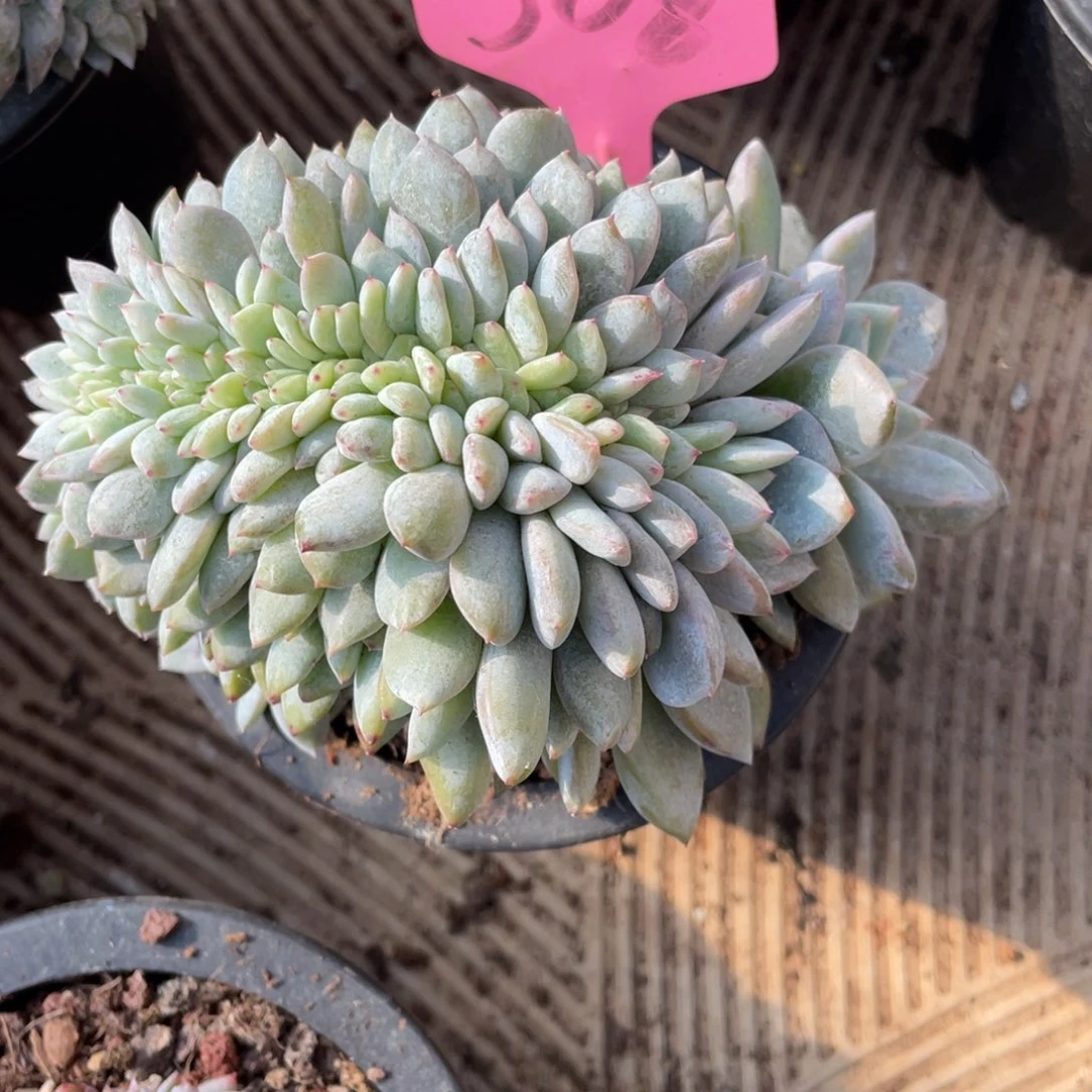 508号星影缀化多头