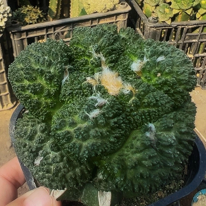 无花朵大尤炸尤哥怒牡丹464