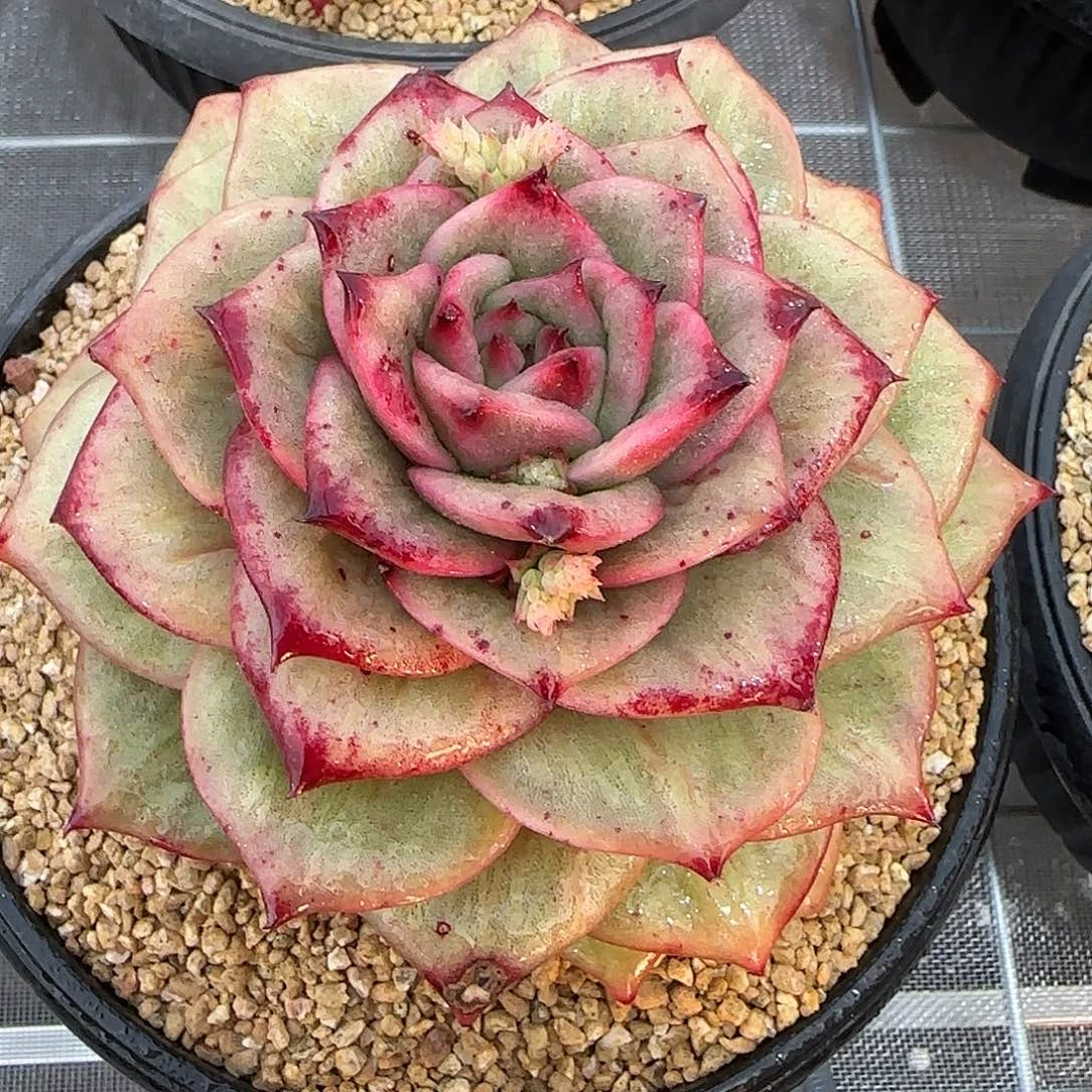 从前慢花园精选蔷薇