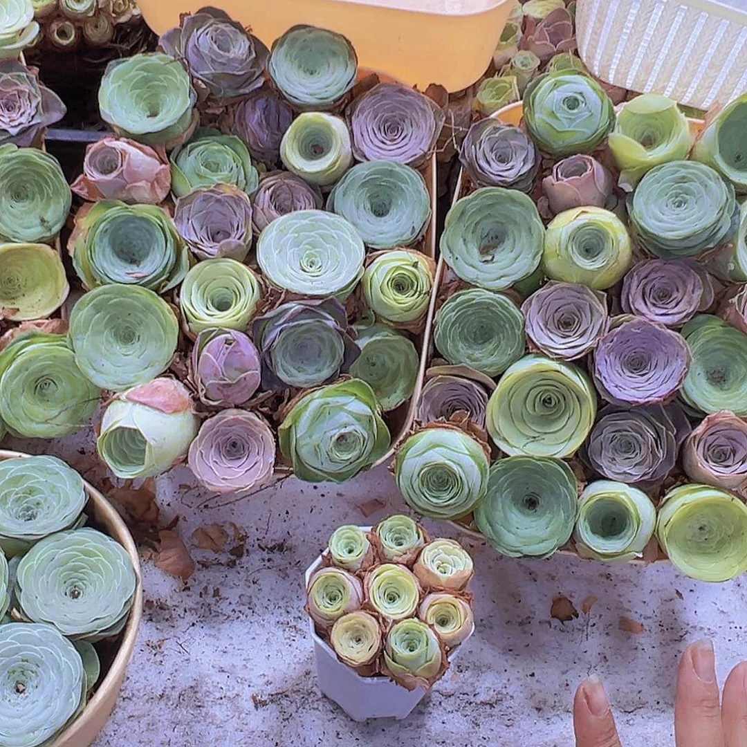 七彩大花福利22颗8个粉紫