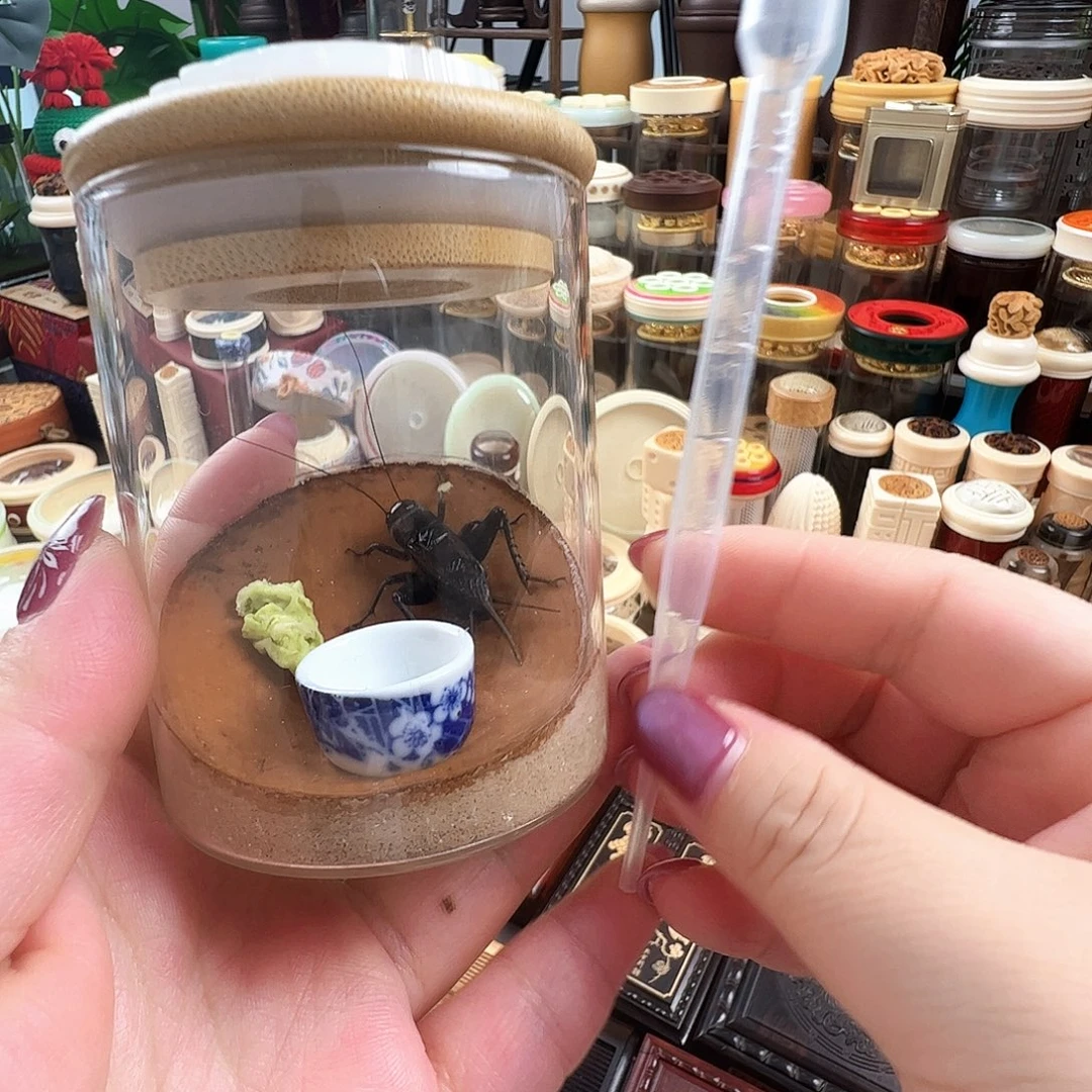 哈哈哈生态罐带油葫芦