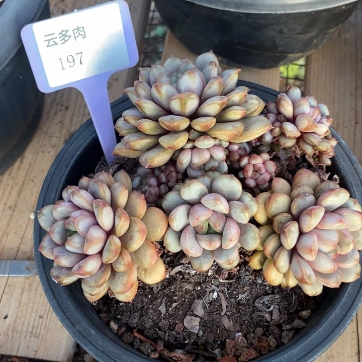 D197- 直播福利 葡萄