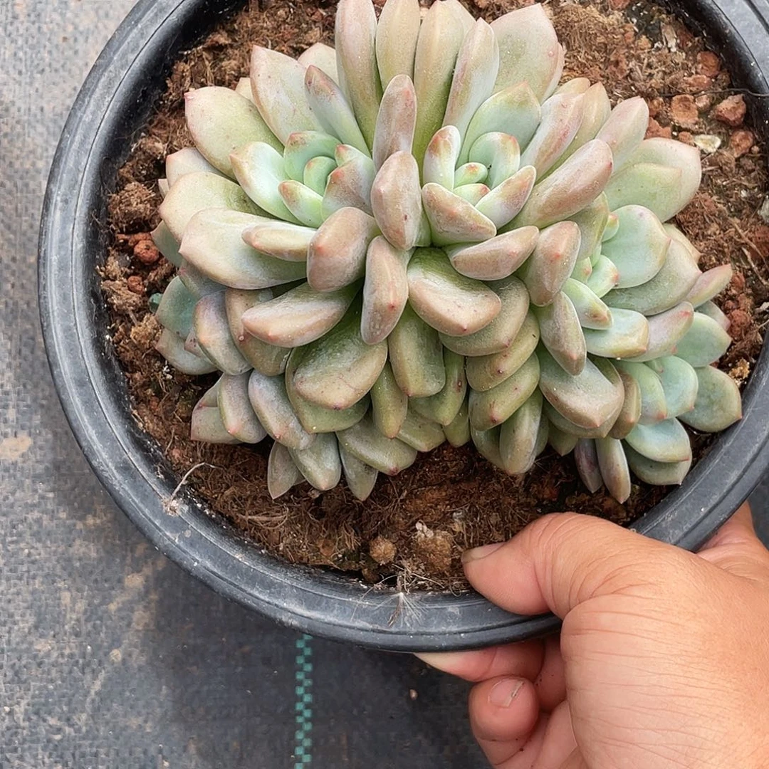 爱丽儿五头朵朵缀