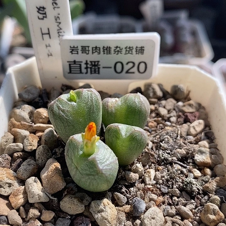 岛田种源送奶工4头群