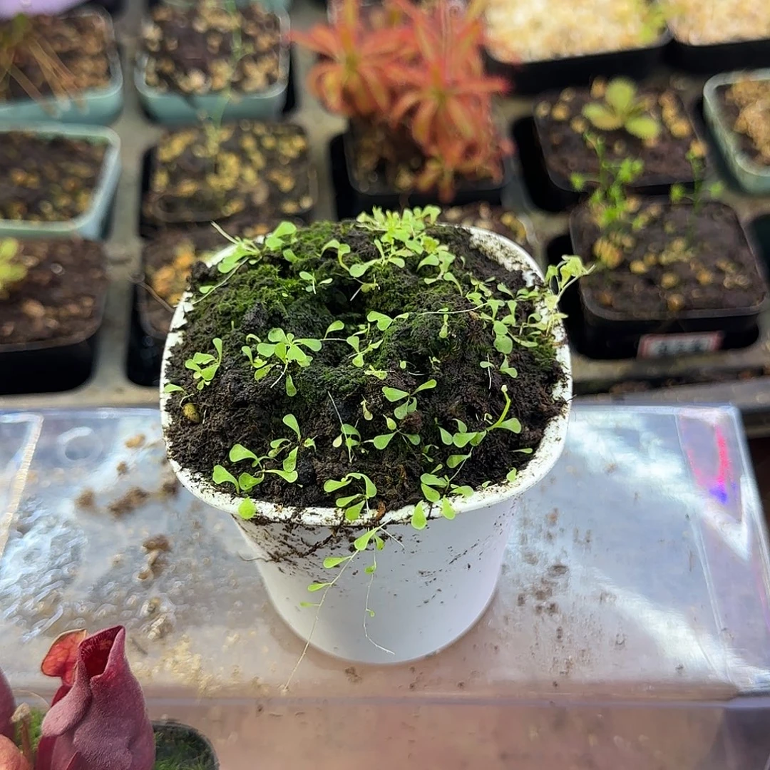 完全开放小蓝兔狸藻