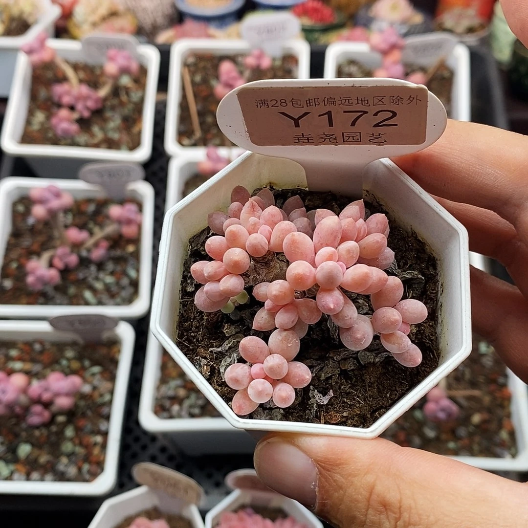 0172 婴儿手指 5.5cm