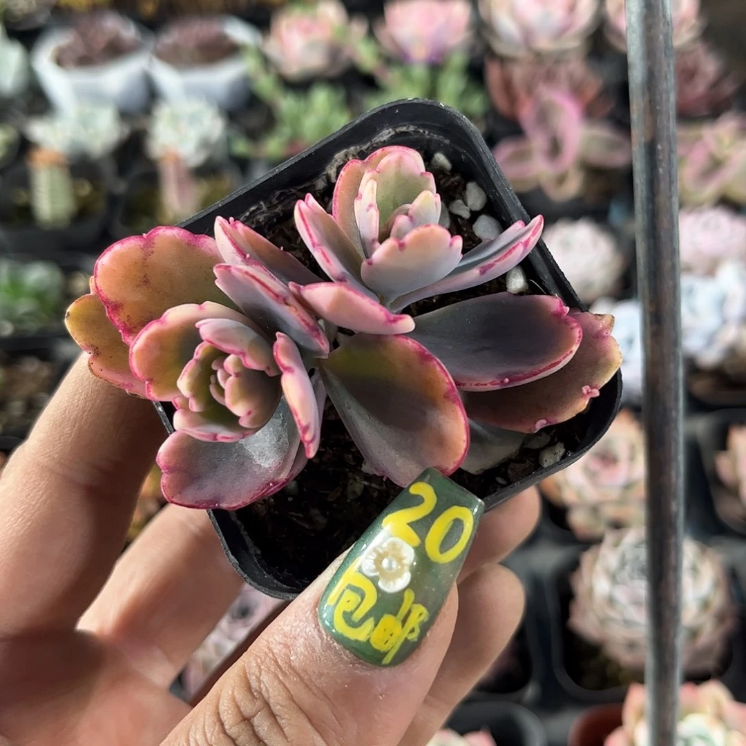 蝴蝶锦单头发货有根