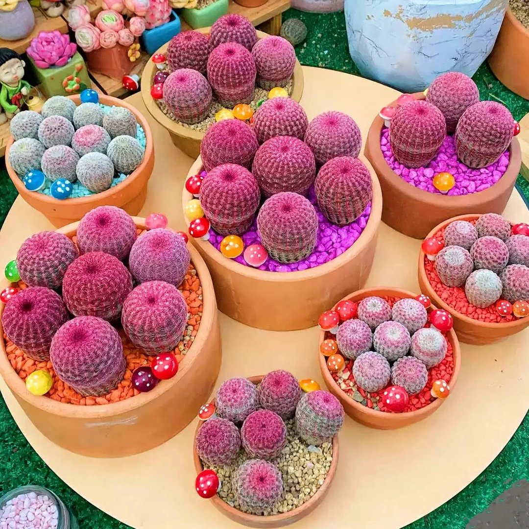 （F01-F10)一一多肉植物仙人球景天老桩法师肉锥鲜花绿植陶瓷花盆