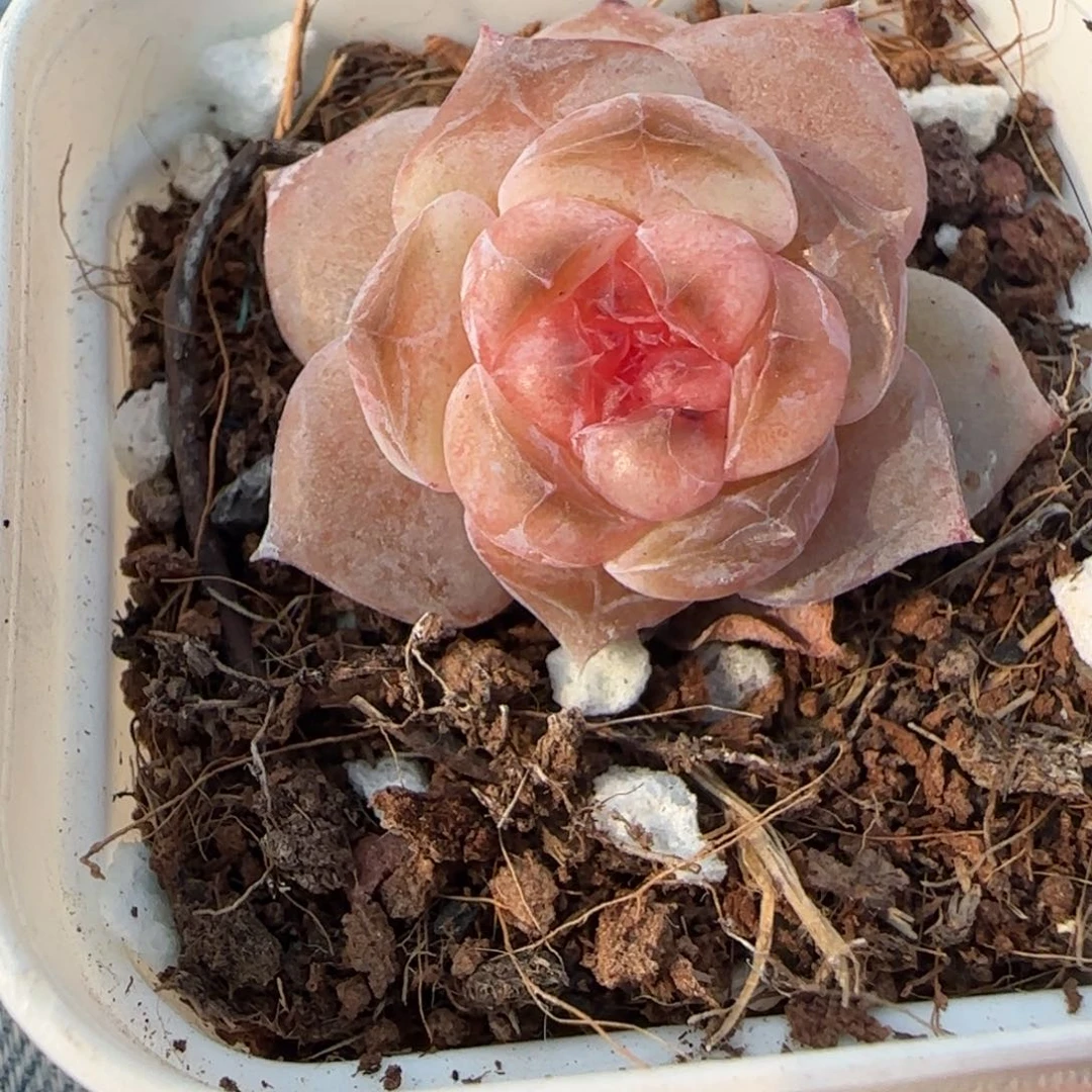 小卡拉米糖心一物一拍