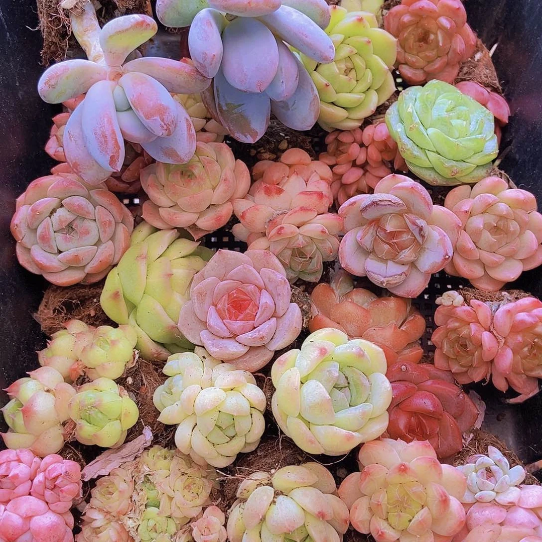 0000001量拍保底20颗