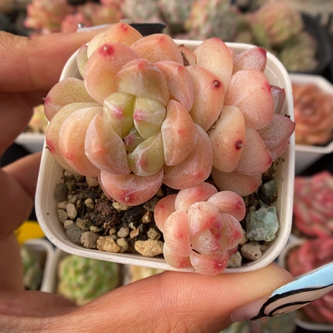 油透珍妮群生963号