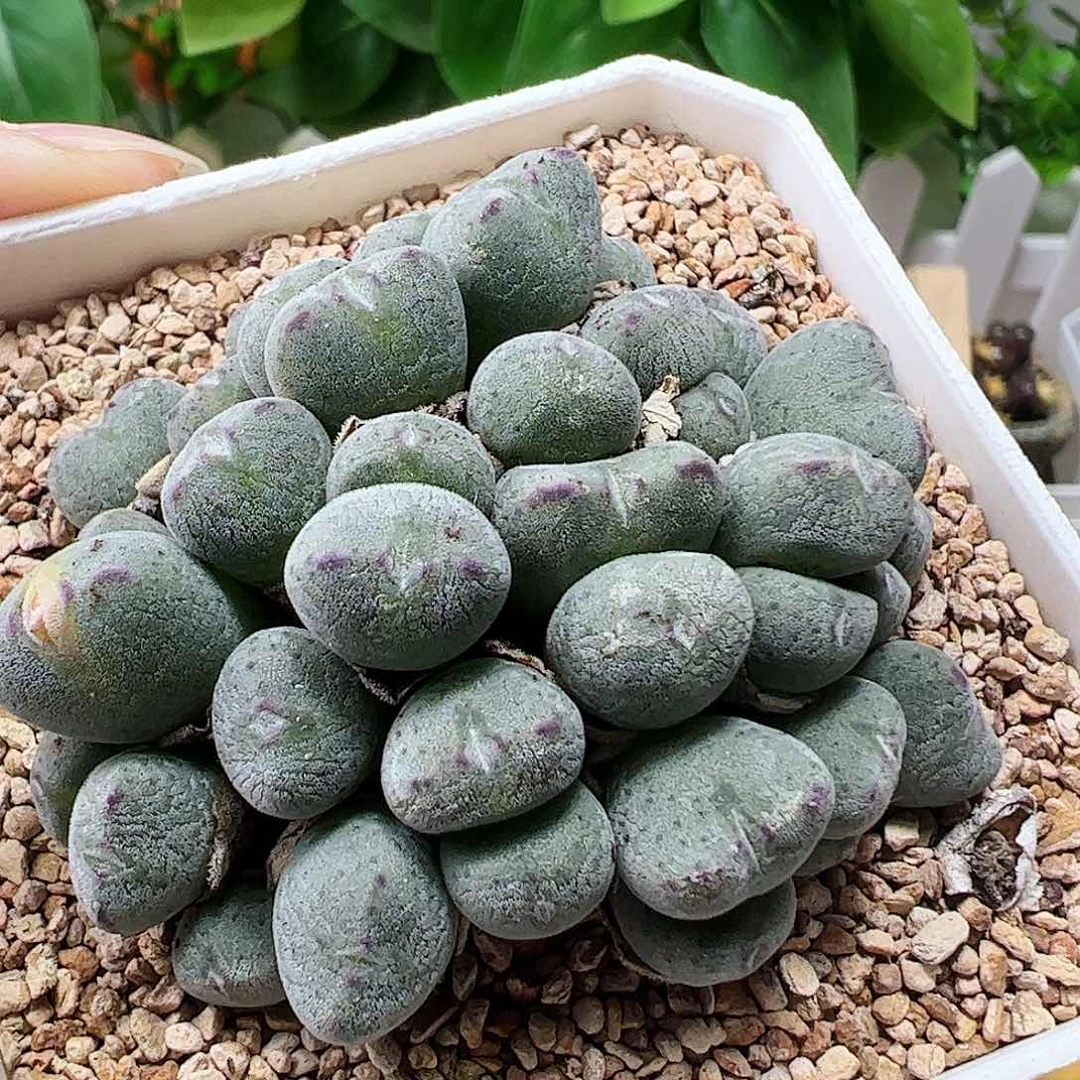 无花朵口笛可带盆………………………