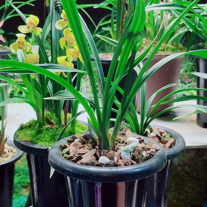 平***水无花朵一物一漂亮开花