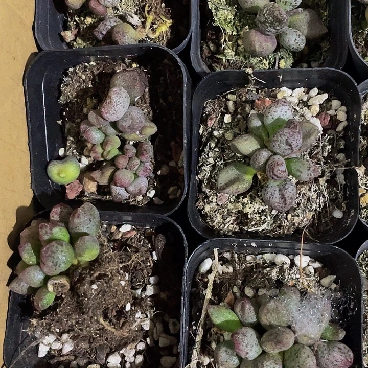 玛丽安水泡带盆土发