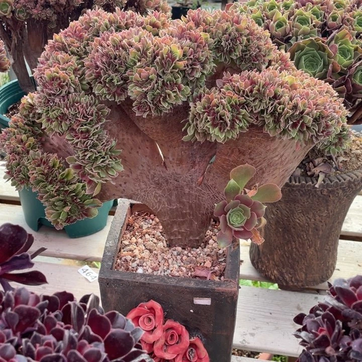 多肉葡萄等经济果品中具有优良特性