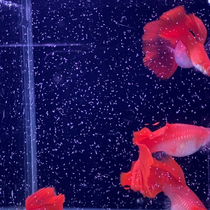 孔雀鱼紫鳞血红5对大背