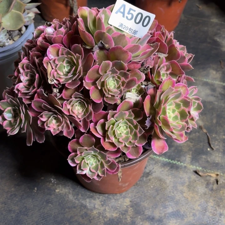 瑞妈。。。。。。500皇后，