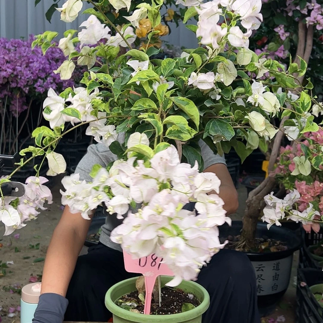 严***严大部分花苞少量开放D89金边丽娜