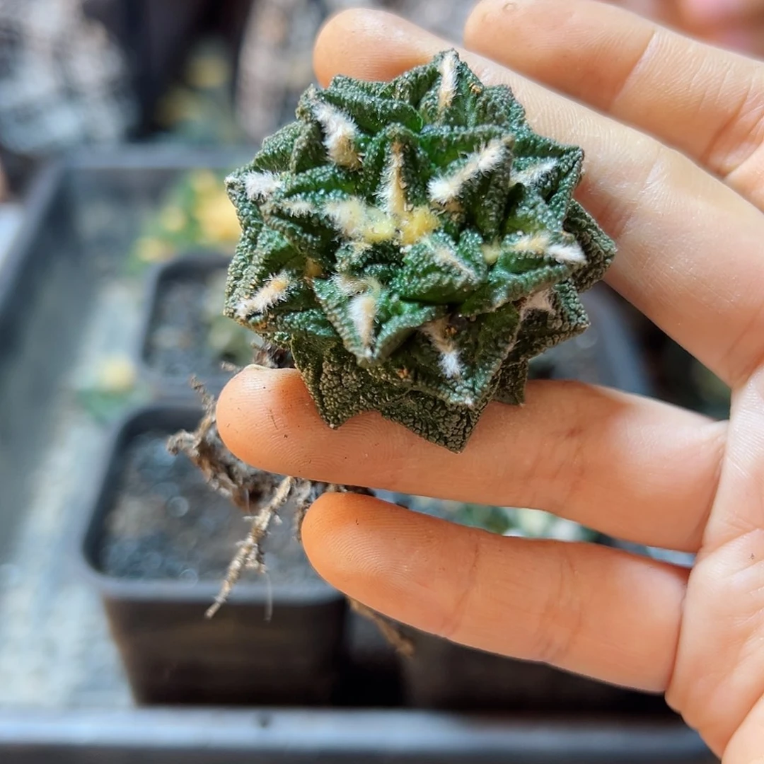 自根辛盾牡丹4.5公分