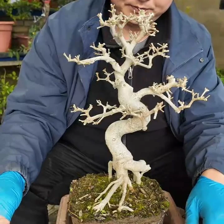 无花朵高35粗3白蜡带盆