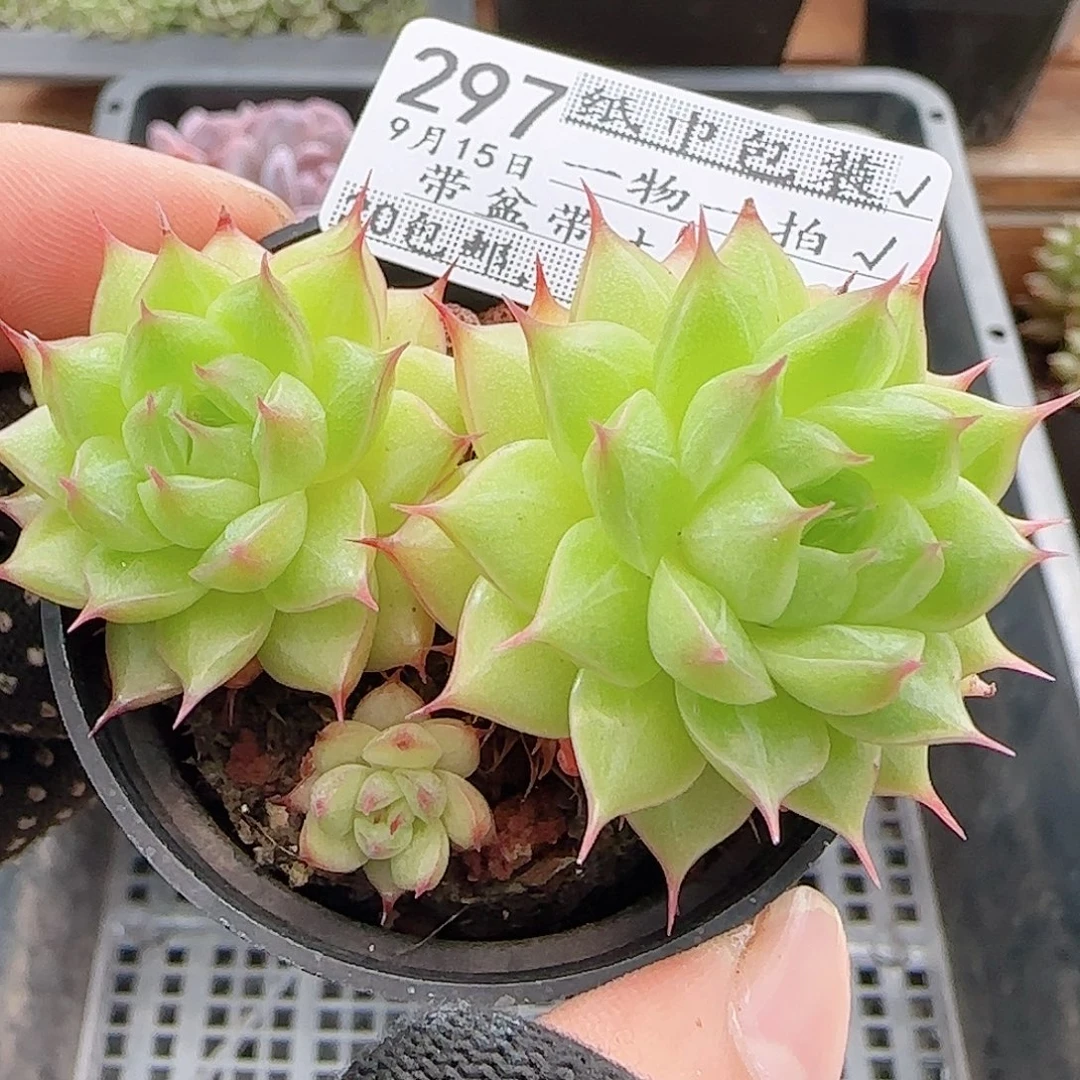 多肉0915--297长睫毛