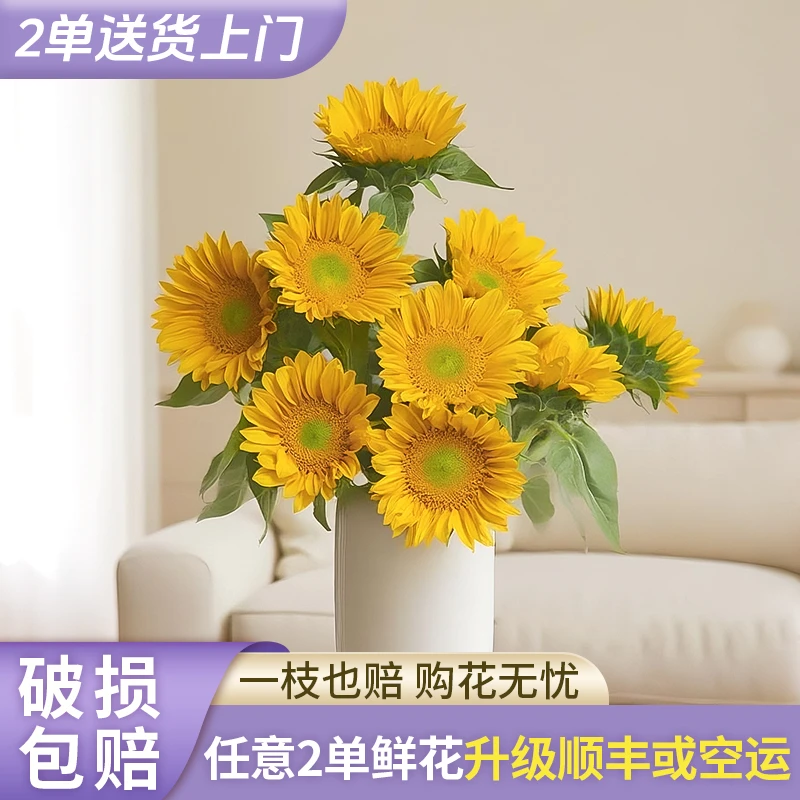 【源头优选】绿心向日葵-水养插花用云南直发鲜花