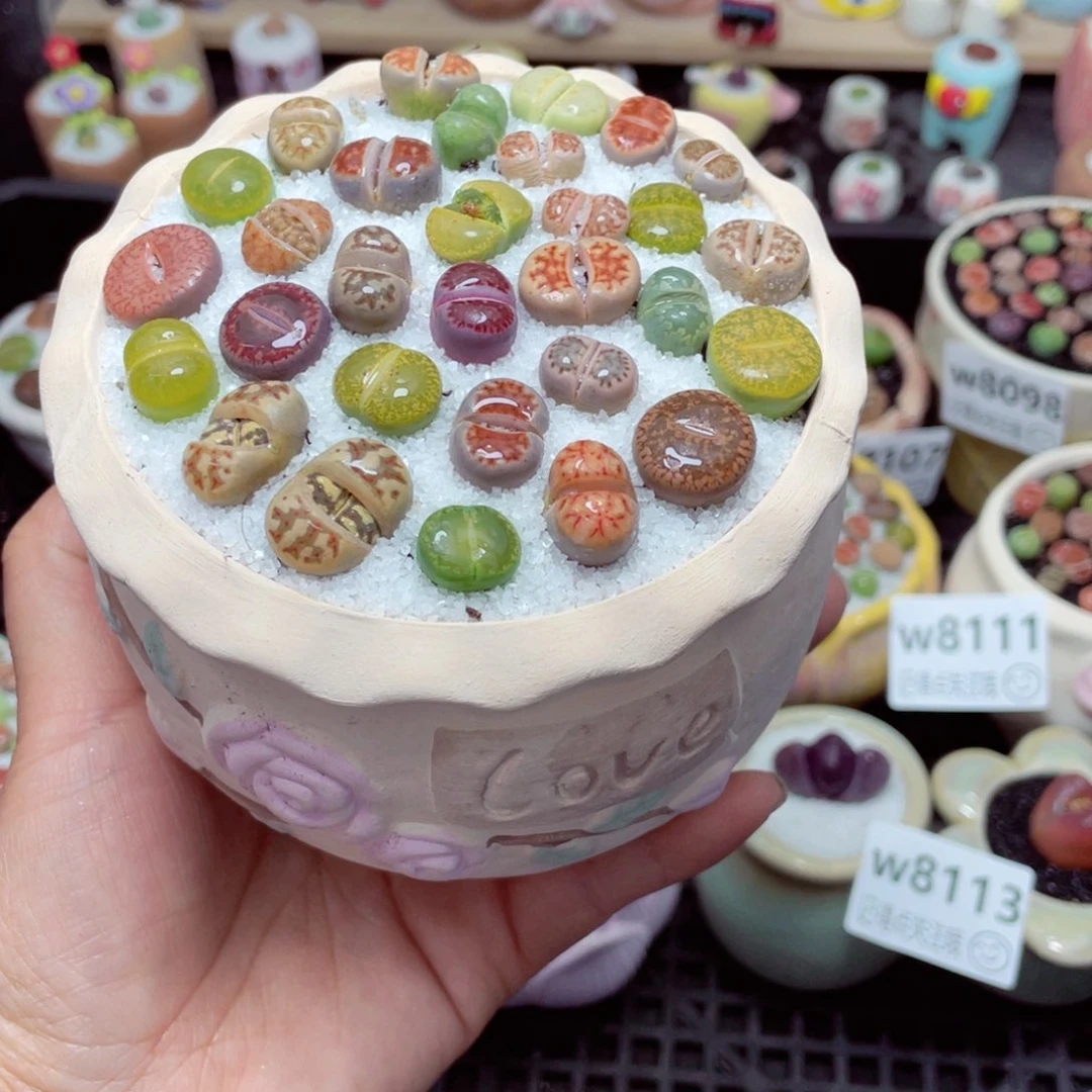 w8115 带盆土发货-零下地区拍保温箱