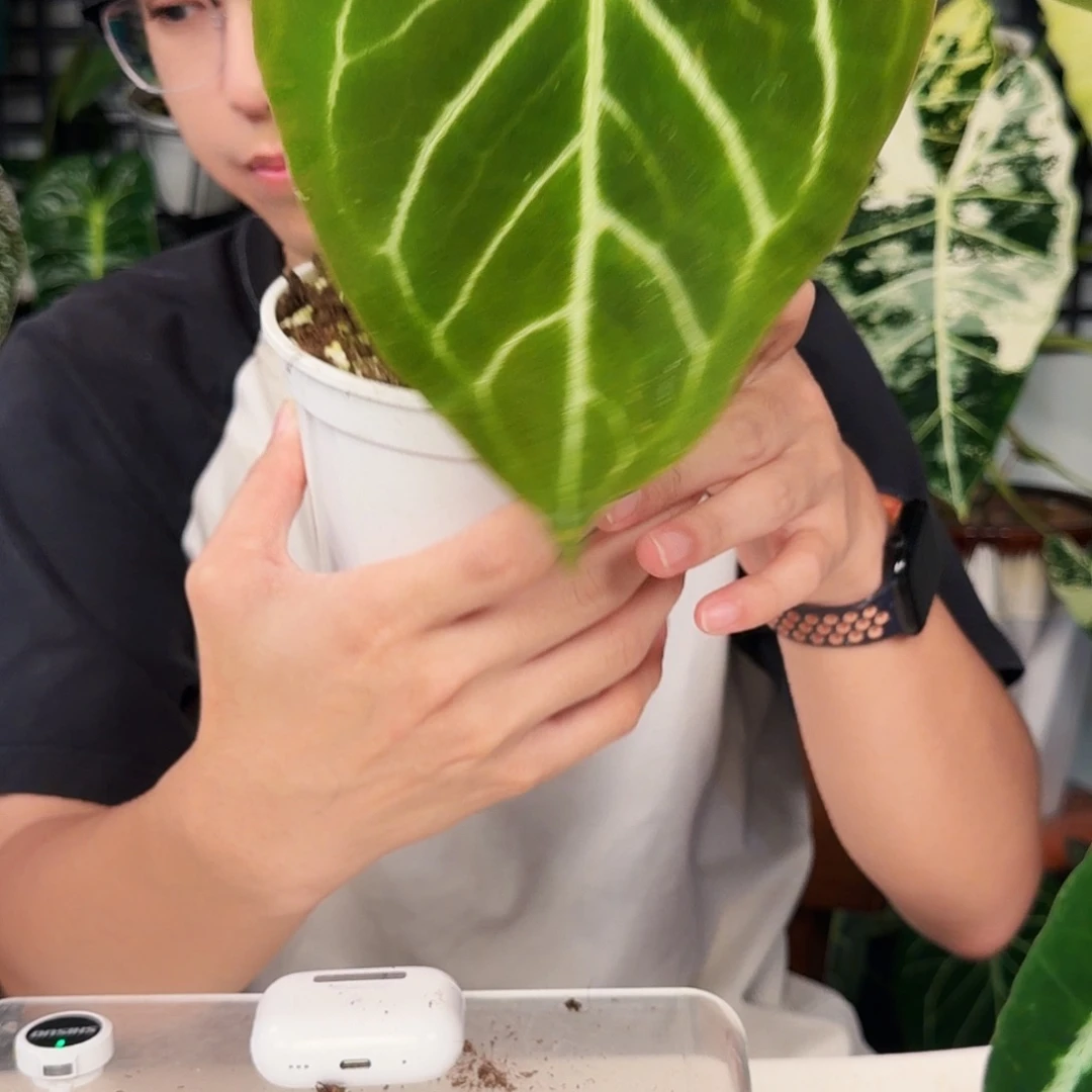 完全开放Q93  蝴蝶杂希望