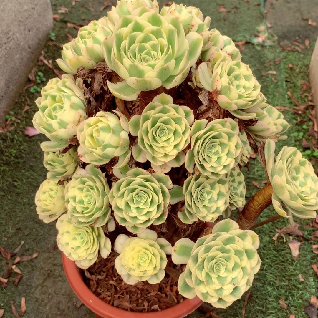 迈巴赫老桩，多肉植物