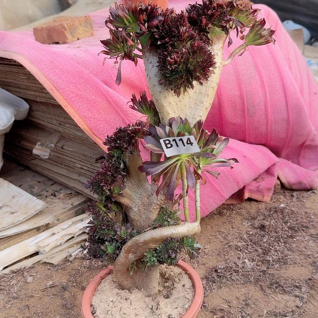 114黑法师一颗呀园林