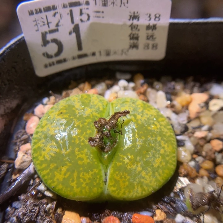 精品生石花215.51