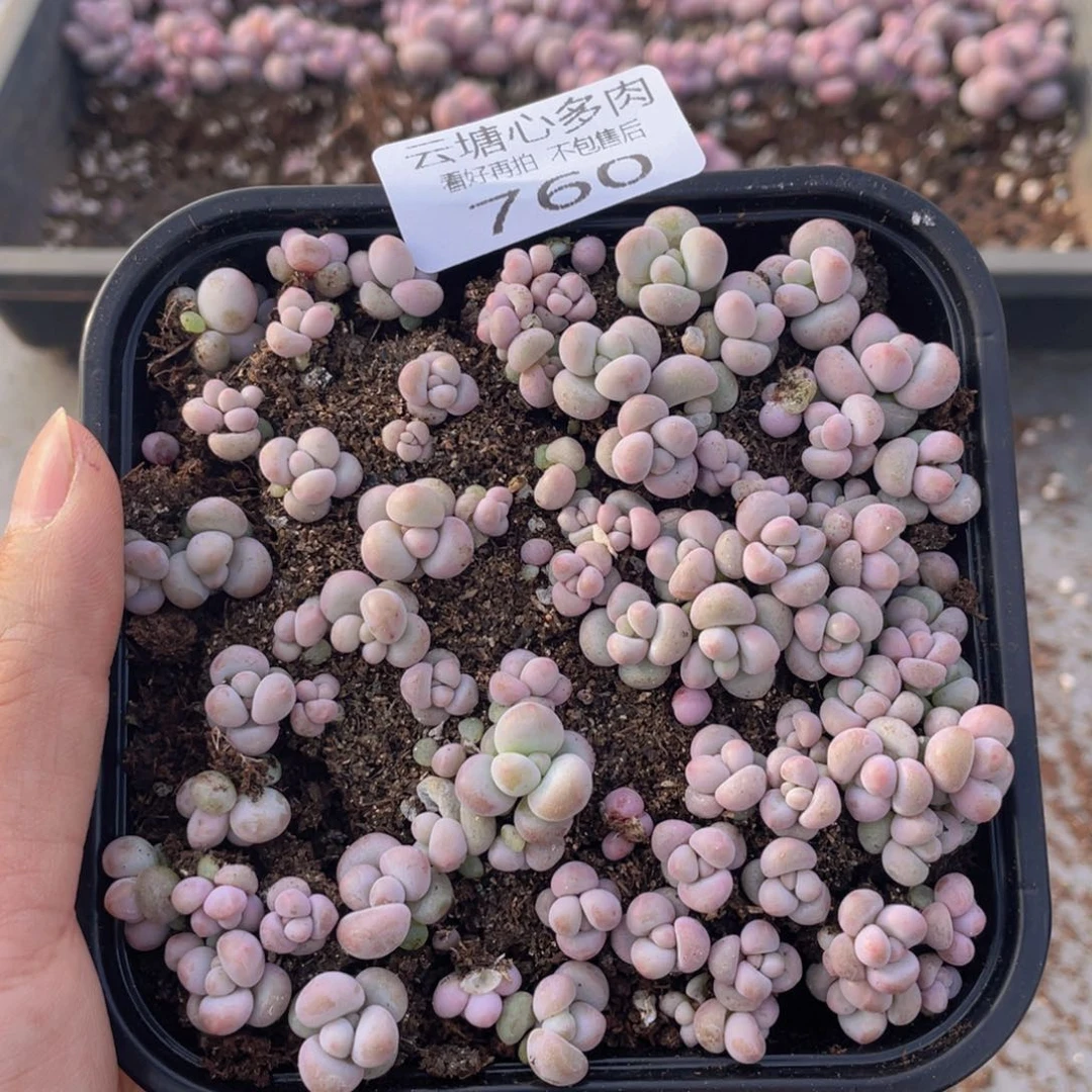 云糖心多肉植物760