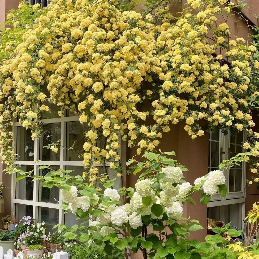 正宗重瓣黄木香花苗爬藤植物庭院别墅花卉多花红蔷薇藤本浓香四季