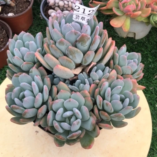 灰姑娘，2120，一物一拍